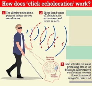 sound travel echolocation